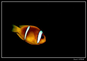 Red sea anemone fish in El Quadim House reef :-D by Daniel Strub 